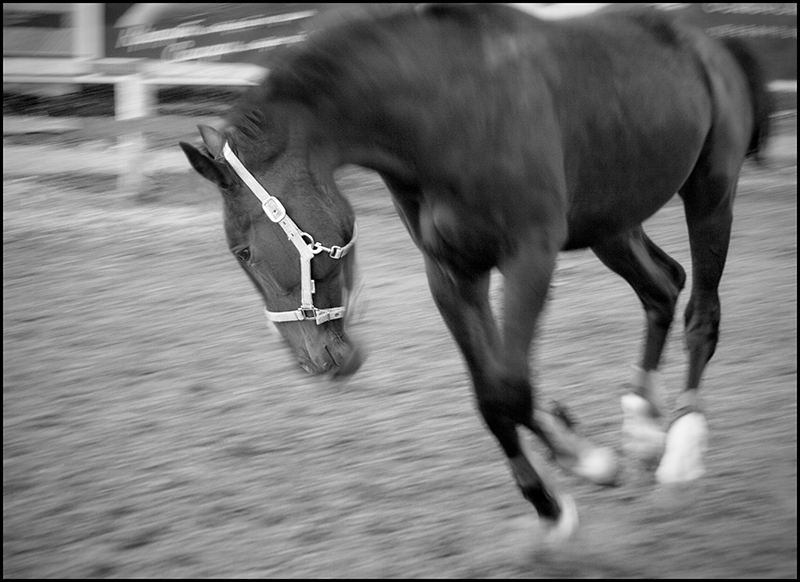 photo "Aspiration to freedom" tags: nature, black&white, pets/farm animals