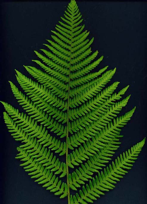 фото ""Fern Frond"" метки: природа, макро и крупный план, цветы