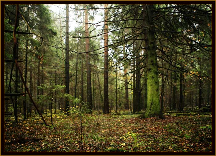 photo "After the first snow." tags: landscape, autumn, forest