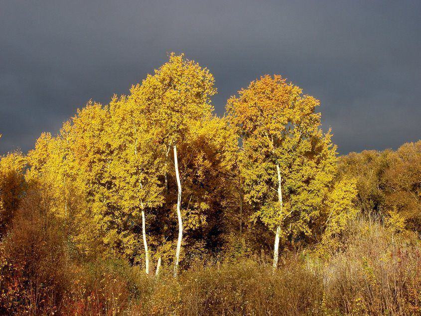 photo "Golden Autumn" tags: landscape, autumn