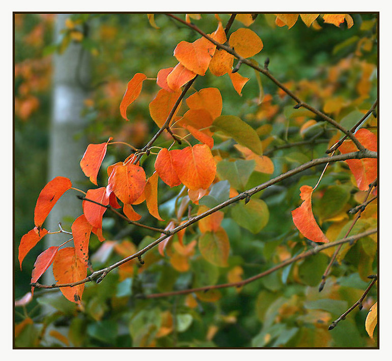 фото "Еще держатся краски..." метки: пейзаж, природа, осень, цветы