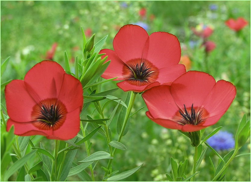 photo "Red flax" tags: nature, macro and close-up, flowers