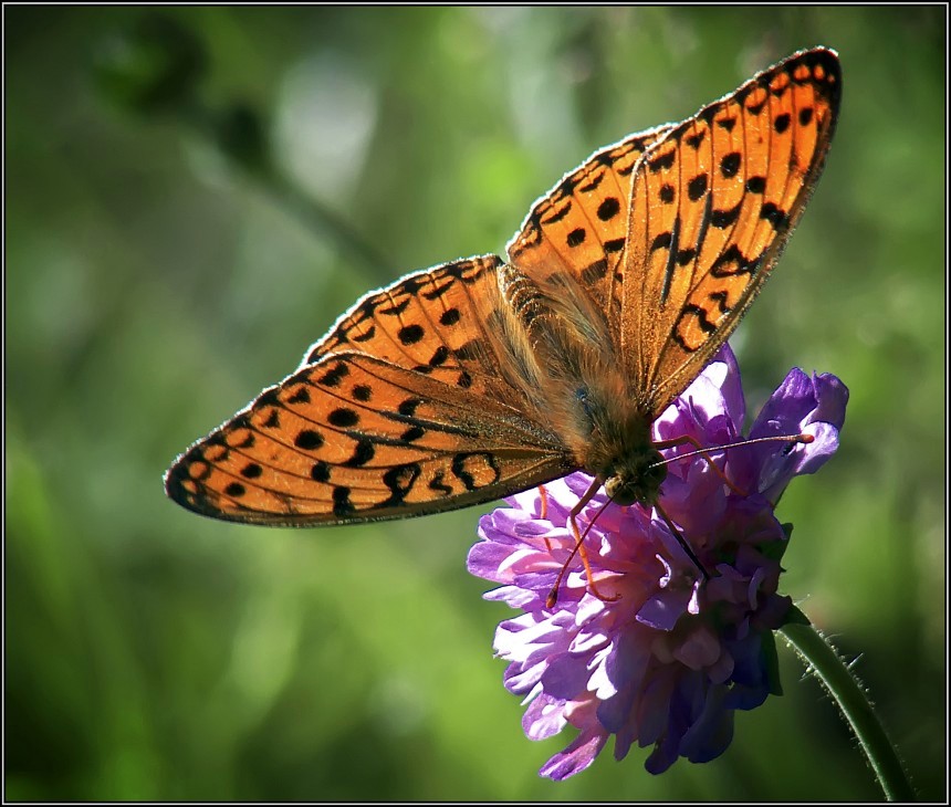 photo "Nacre butterfly" tags: macro and close-up, nature, insect