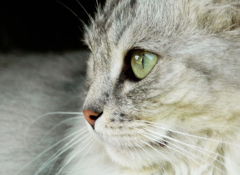 photo "View" tags: nature, pets/farm animals