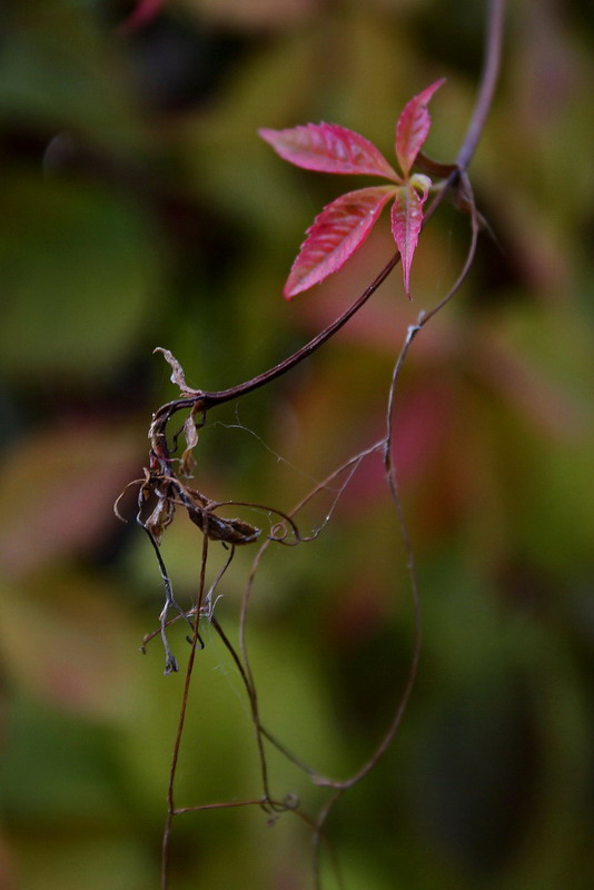фото "Осеннее" метки: природа, цветы