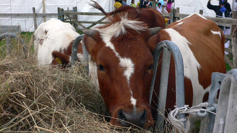 photo "Dinner Time" tags: nature, pets/farm animals