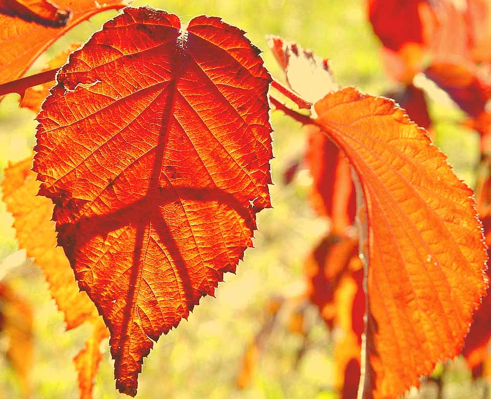 фото "Одним словом , Осень..." метки: пейзаж, осень