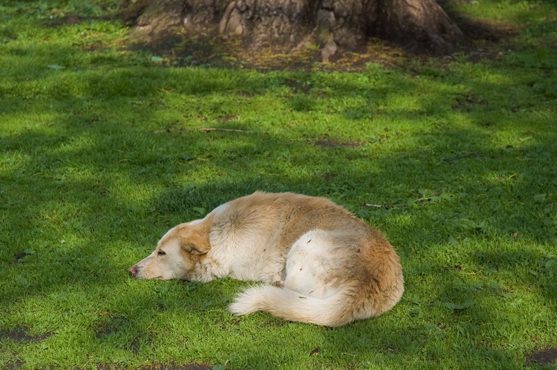 photo "***" tags: nature, pets/farm animals