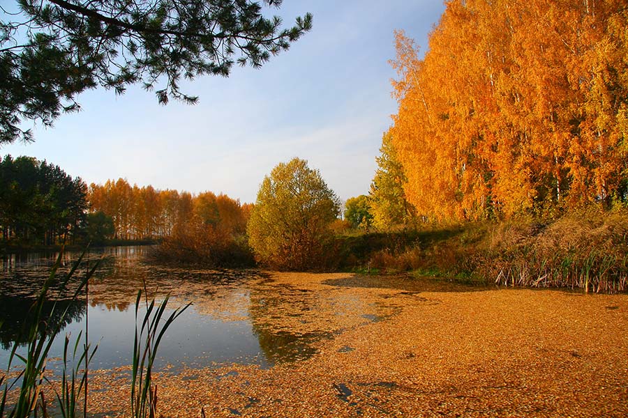 фото "Осенью у пруда" метки: пейзаж, вода, осень