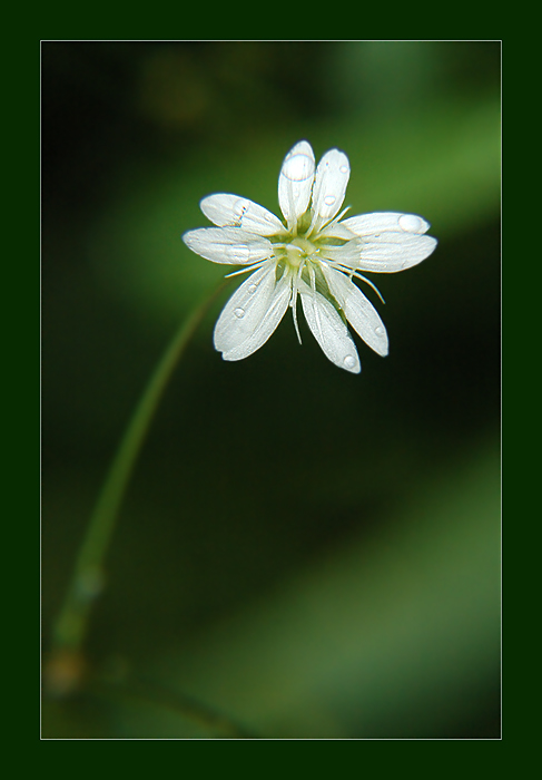 photo "***" tags: macro and close-up, 