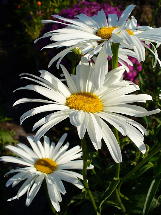 photo "***" tags: nature, macro and close-up, flowers