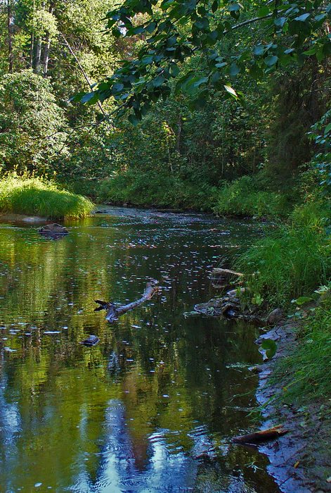 photo "***" tags: landscape, forest, water