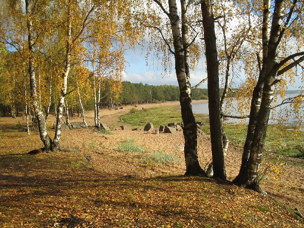 фото "Березы на берегу залива" метки: пейзаж, осень