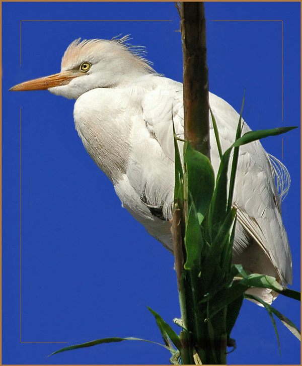 фото "Страж" метки: природа, путешествия, дикие животные