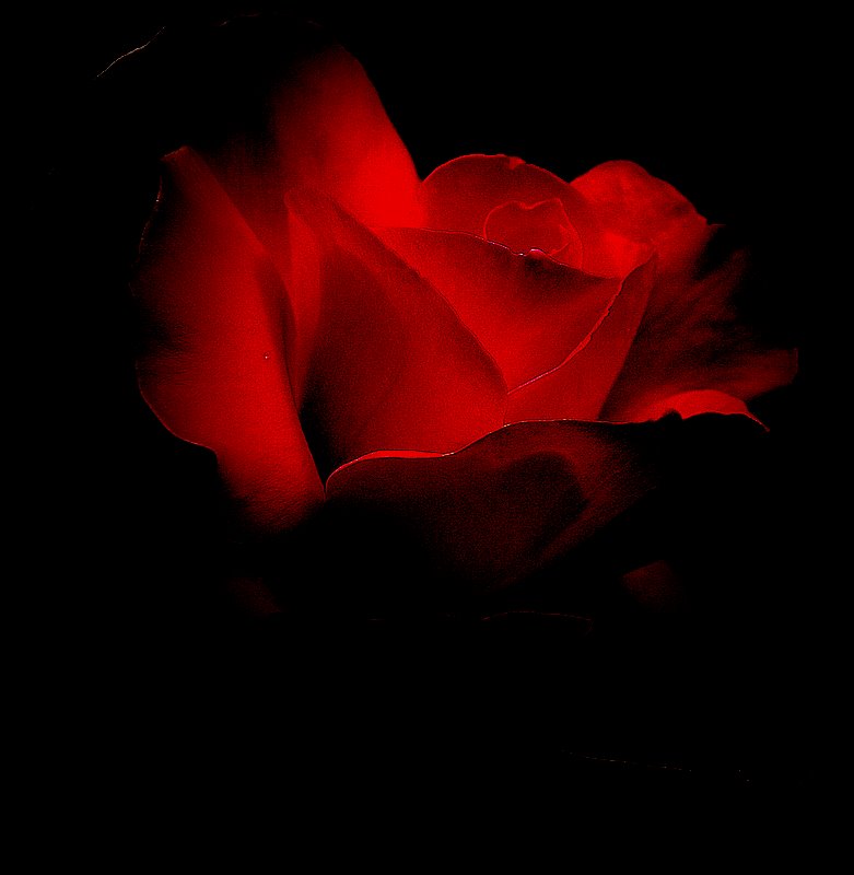 фото "For Lovers..." метки: природа, цветы