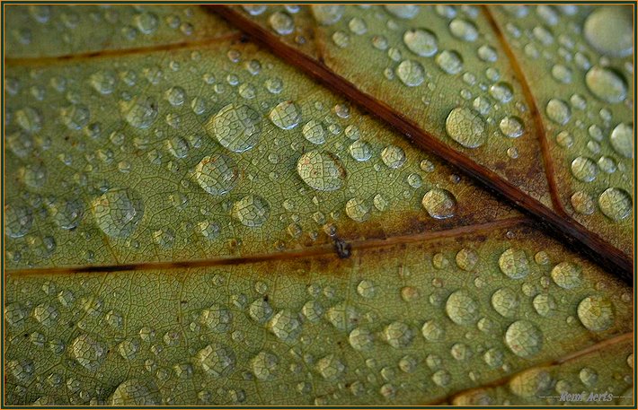 photo "waterdrops increase" tags: nature, macro and close-up, flowers