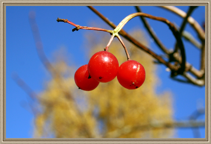 photo "***" tags: macro and close-up, 