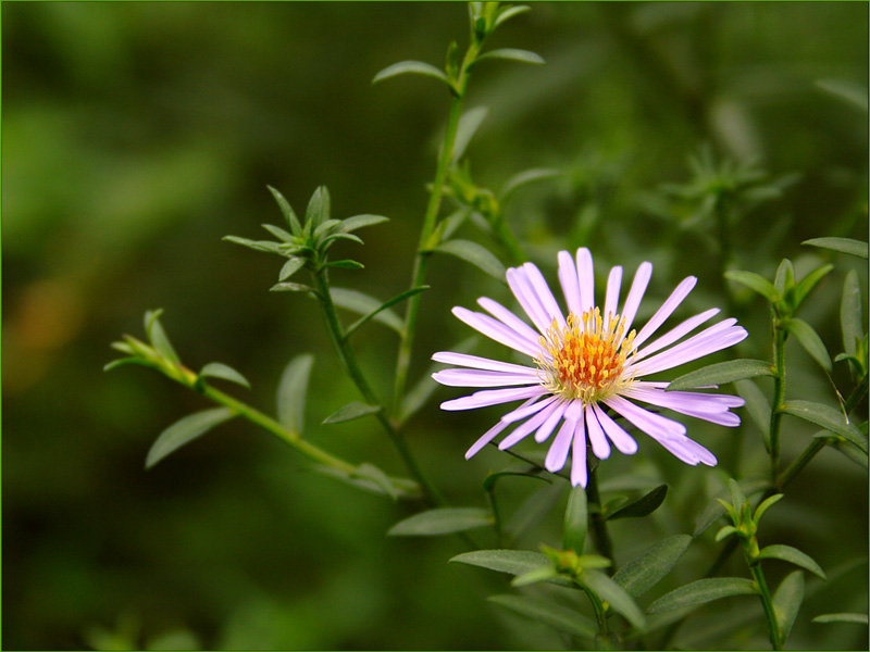 photo "***" tags: nature, flowers