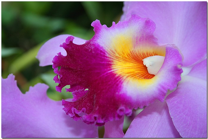 photo "Orchid" tags: nature, flowers