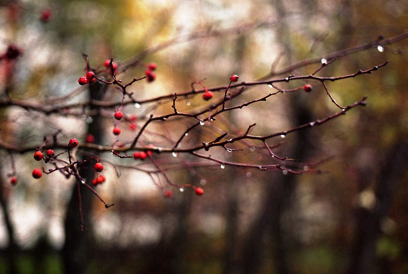 photo "***" tags: landscape, autumn