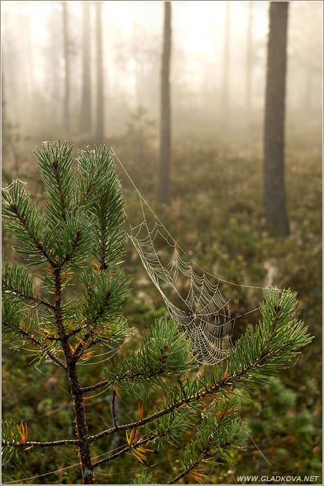 photo "*****" tags: landscape, forest