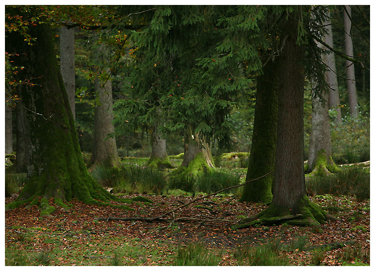 photo "***" tags: landscape, autumn, forest