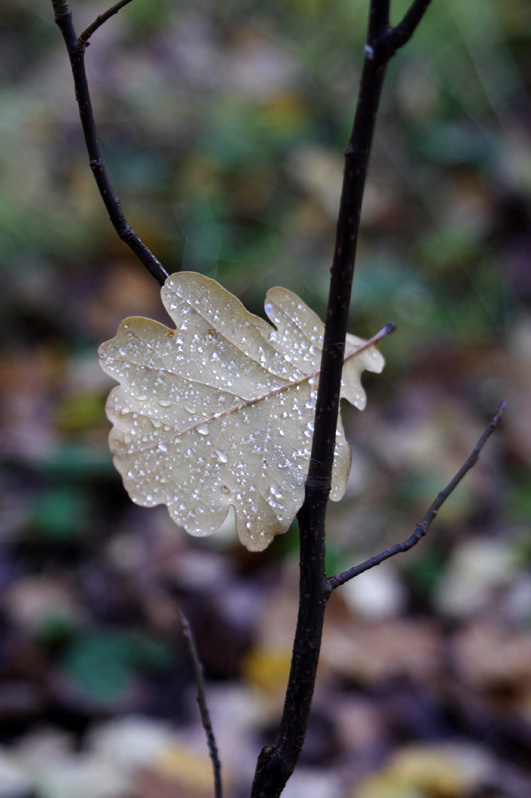 photo "alone" tags: landscape, autumn