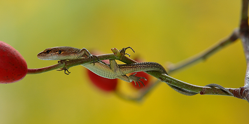 photo "***" tags: macro and close-up, 