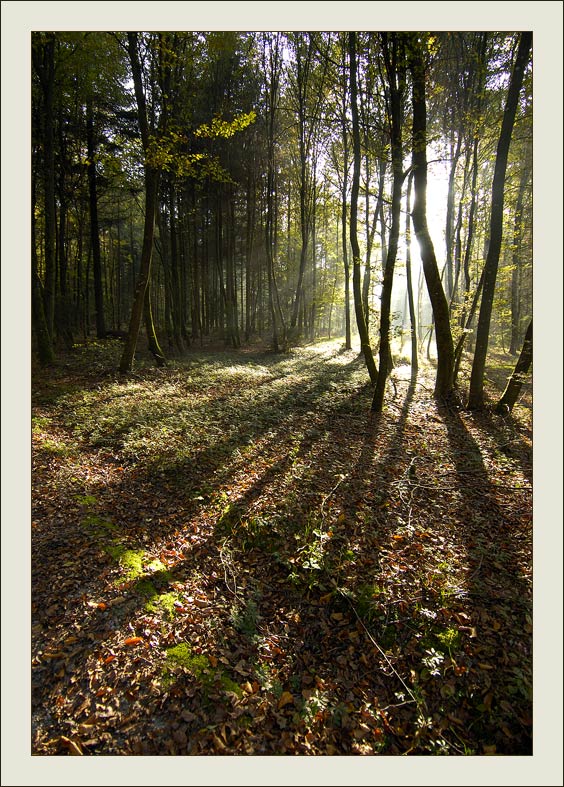 photo "***" tags: landscape, autumn, forest