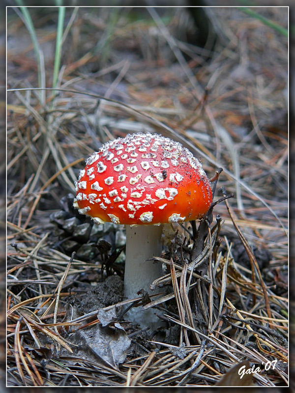 photo "The Red Cap" tags: macro and close-up, nature, flowers