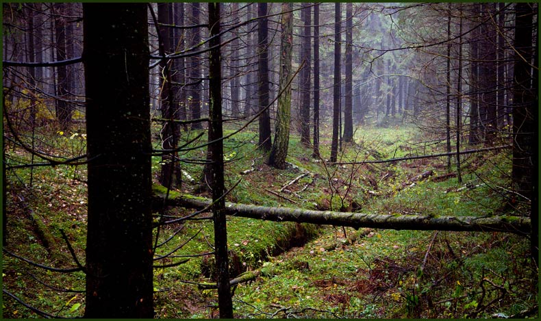 photo "There, where ravines begin." tags: landscape, autumn, forest