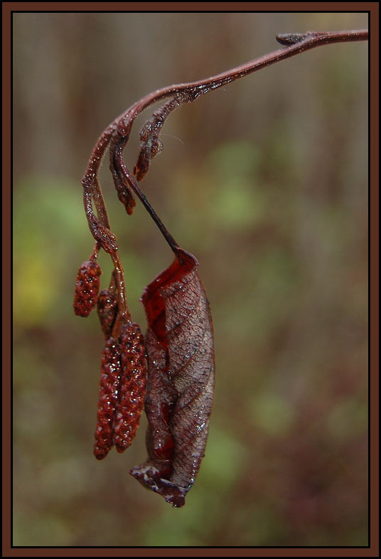 фото "След осени" метки: макро и крупный план, 
