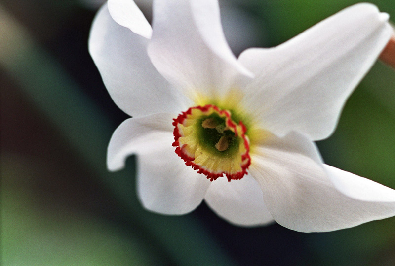 photo "***" tags: macro and close-up, nature, flowers