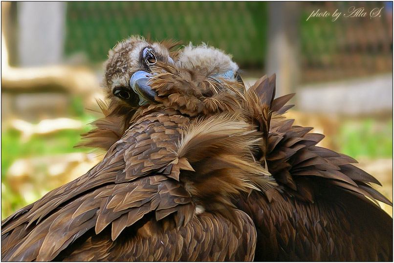 фото "Разве это не любовь?" метки: природа, дикие животные