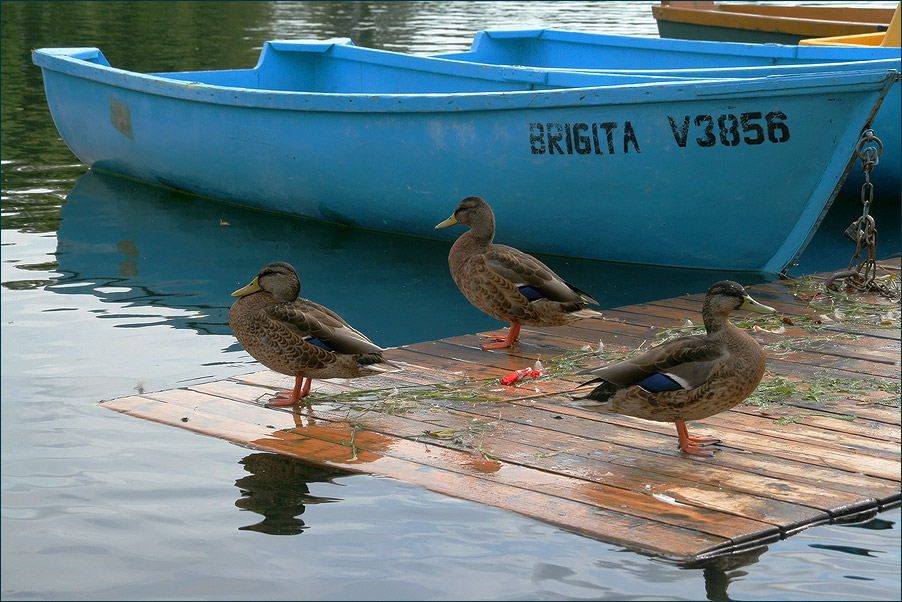 фото "Brigita." метки: жанр, природа, дикие животные