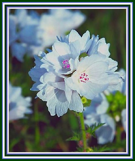 фото "цветы  полевые" метки: природа, цветы