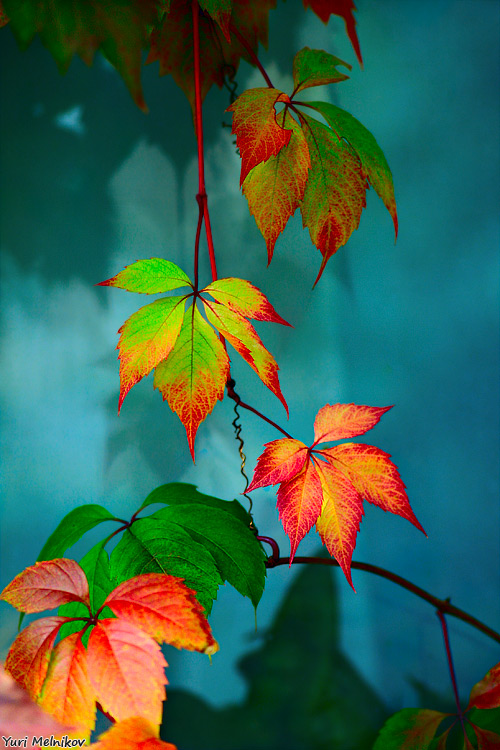 photo "***" tags: nature, still life, flowers