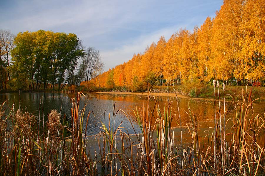 фото "Осенью у пруда1" метки: пейзаж, вода, осень