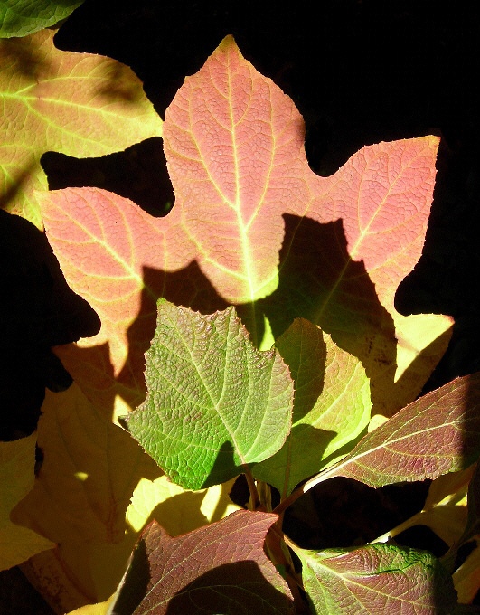 фото "***" метки: натюрморт, макро и крупный план, 