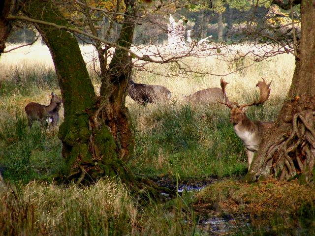 photo "Wildlife in autumn." tags: nature, pets/farm animals