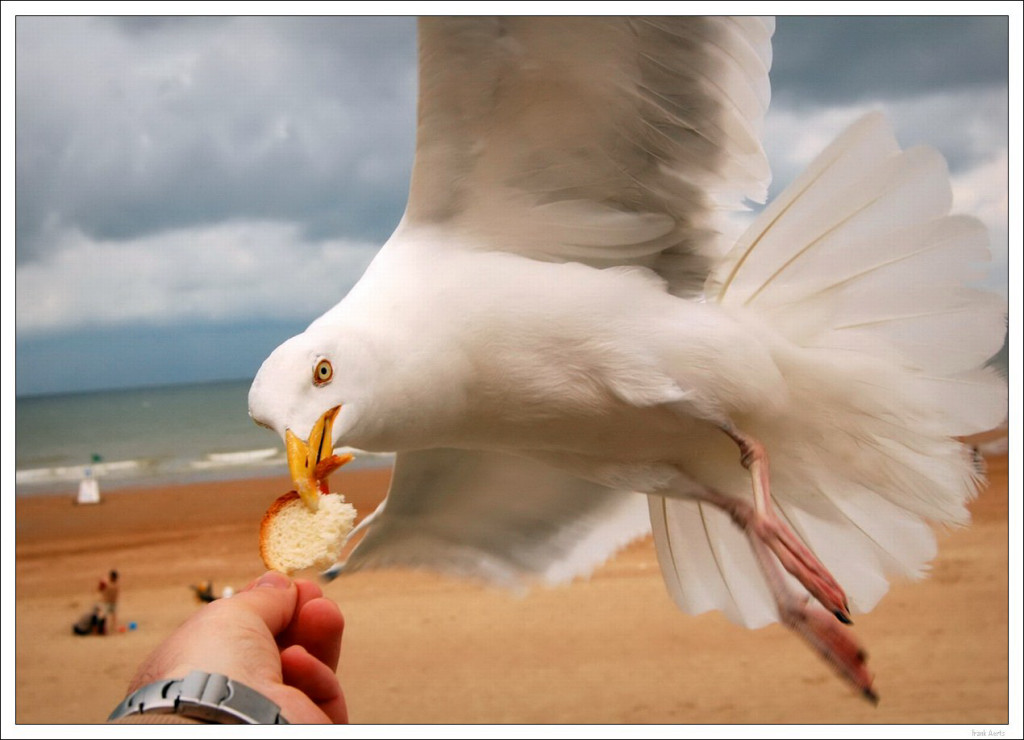 photo "Hungry bird 2" tags: nature, wild animals