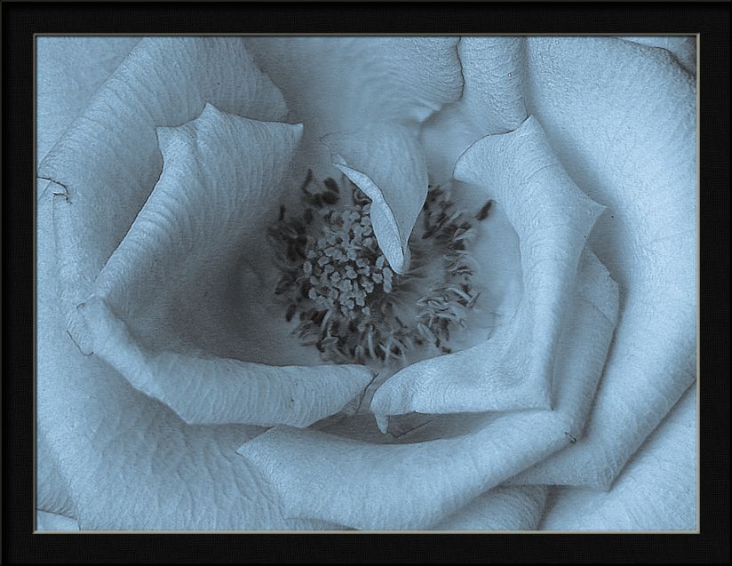 photo "cyanotype rose" tags: nature, flowers