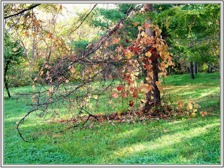 фото "Наряды осени" метки: пейзаж, лес, осень