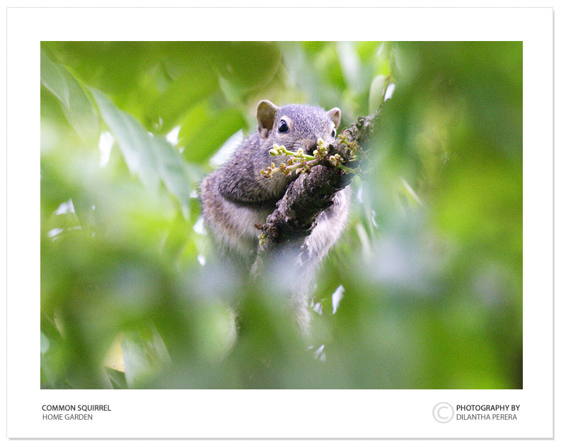 фото "Hidden Friend" метки: природа, путешествия, Азия, дикие животные