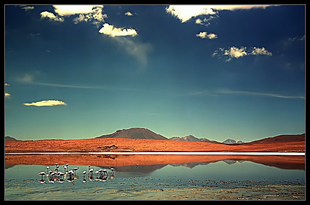 фото "Bolivian flamingos" метки: пейзаж, природа, горы, дикие животные