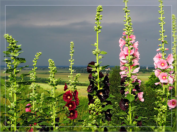 photo "View with Mallow. July#2" tags: landscape, summer