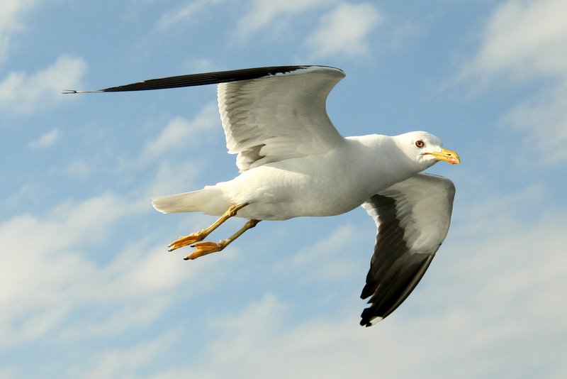фото "Freedom" метки: природа, дикие животные
