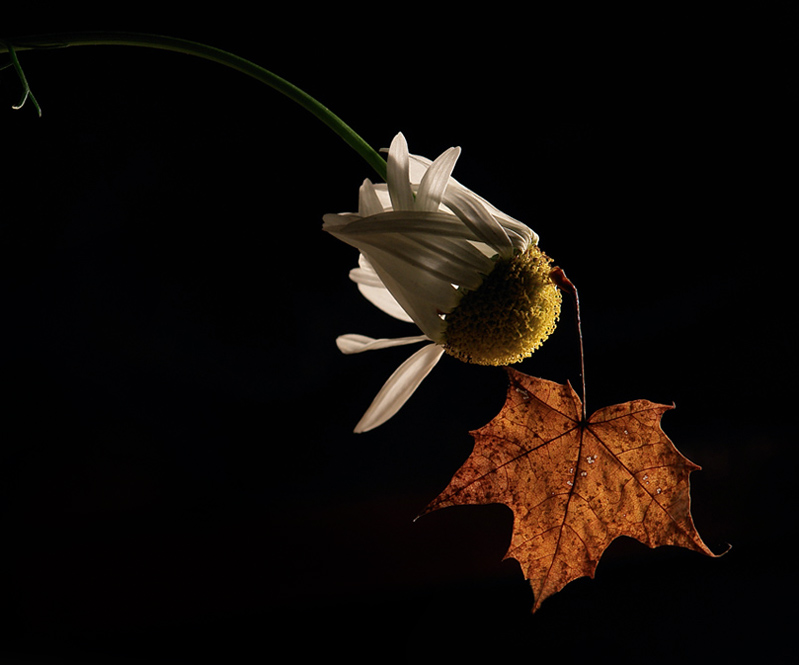 photo "***" tags: nature, macro and close-up, 