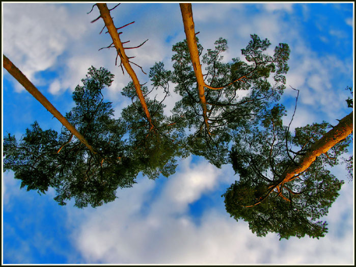 photo "***" tags: landscape, forest