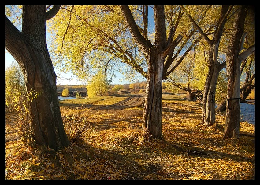 фото "Из-под осенних крон" метки: пейзаж, лес, осень